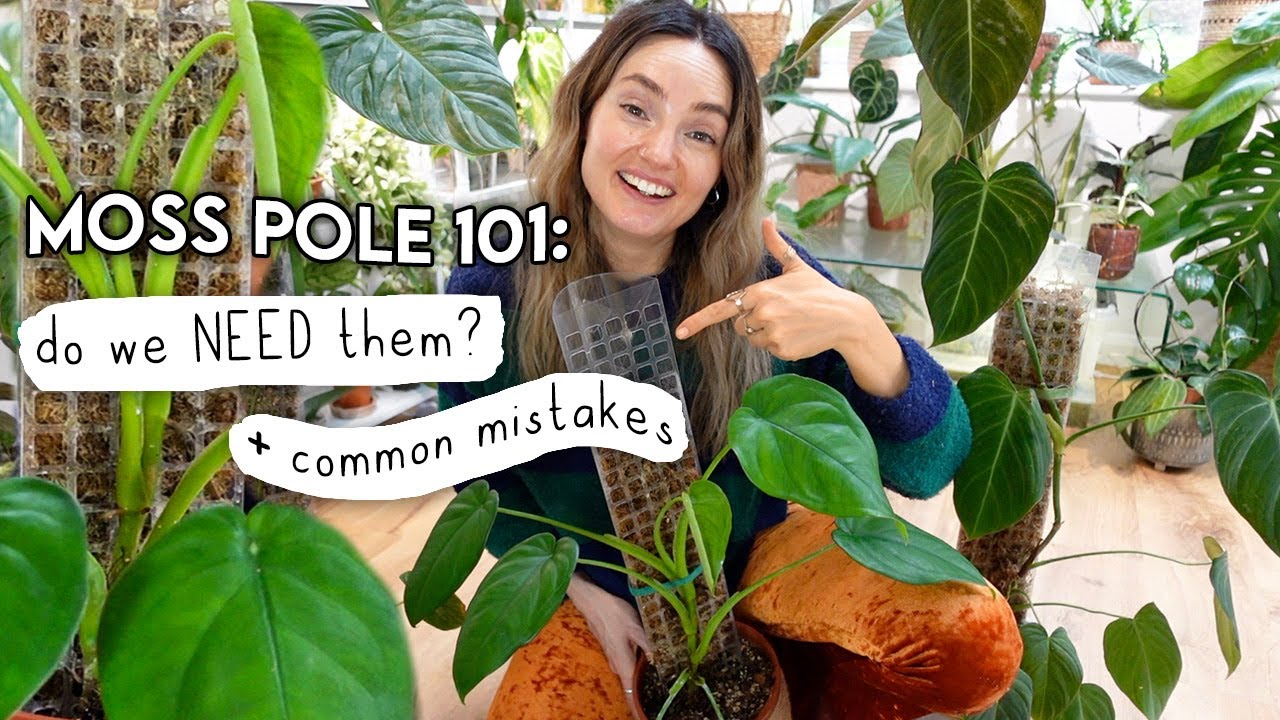 Are Moss Poles REALLY Necessary? 🌿 Moss Pole 101 - YouTube