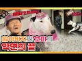[TV 동물농장 레전드] ‘호미가 여전히 너무해’ 풀버전 다시보기 I TV동물농장 (Animal Farm) | SBS Story