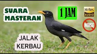 Suara Pikat dan Masteran Kicau Burung Jalak Kerbau  HD Paling Jernih 1 Jam #jalakkerbau