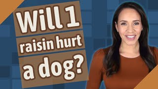 Will 1 raisin hurt a dog?