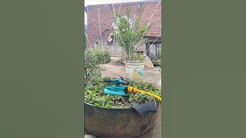 Vòi phun 360 tưới phun mưa xoay 12 tia tưới cây