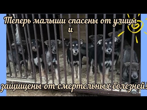 Теперь малыши спасены от улицы и защищены от смертельных болезней! Приют для животных