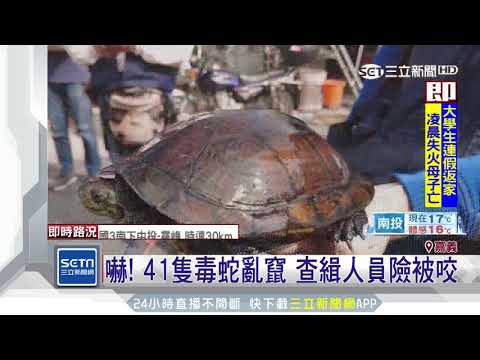 私捕保育類蛇龜販售圖利　每斤千元起跳│三立新聞台