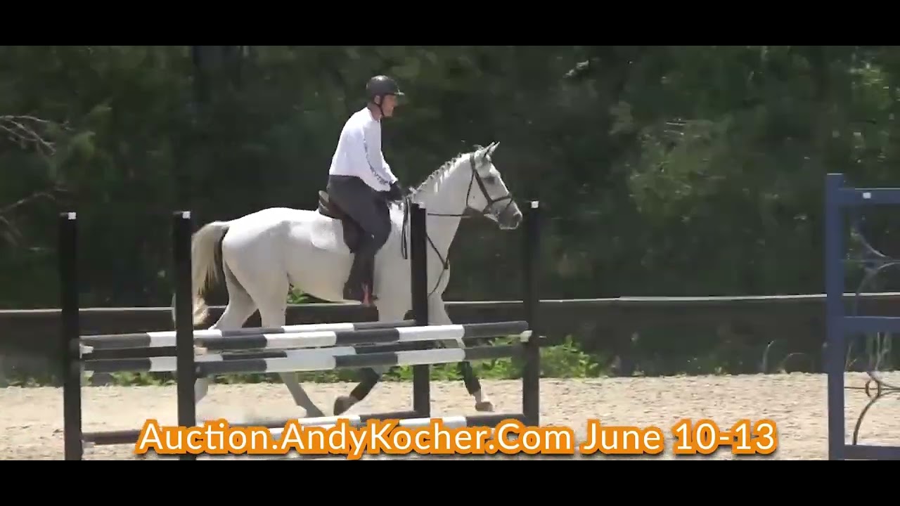 Andy Kocher Sport Horse Auction June 1013 2022 Oakley K YouTube