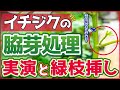 【いちじく】脇芽所処理の方法について、実演を交えて解説しています。その芽かきをした後の枝を使っても緑枝挿し（挿し木）についても実演してます（育て方）