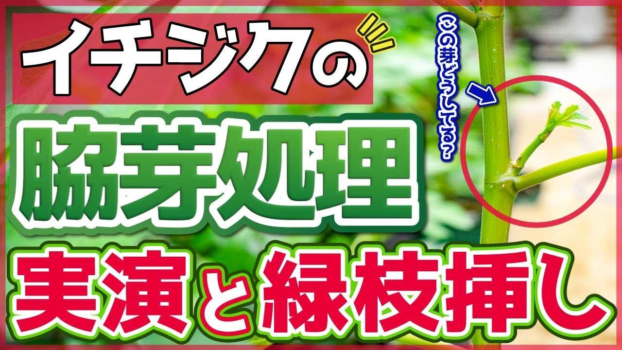 【いちじく】脇芽所処理の方法について、実演を交えて解説しています。その芽かきをした後の枝を使っても緑枝挿し（挿し木）についても実演してます（育て方）