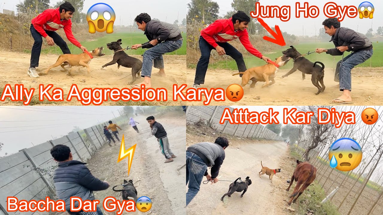 Ally Ka Aggression Karya 😡||Jung Ho Gye 😱||Fighter Pitbull Sa Baccha Dar Gya 😨||