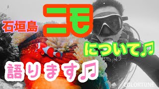 【石垣島ダイビング】リアル水中生物図鑑！今日はカクレクマノミをご紹介