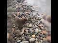 Aris to the river