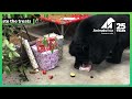Rescued Bears Celebrate First Christmas in 20 Years | Animals Asia