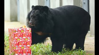 Rescued Bears Celebrate First Christmas In 20 Years Animals Asia