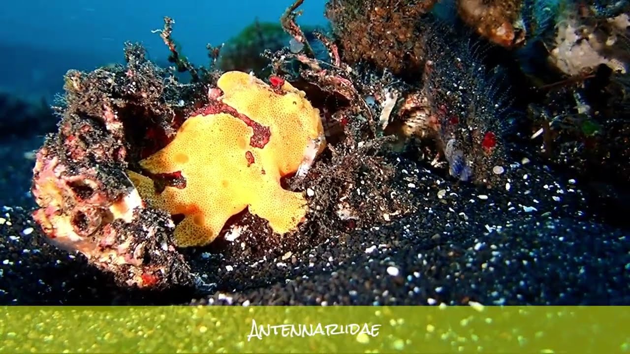 Anglerfische - Indonesien