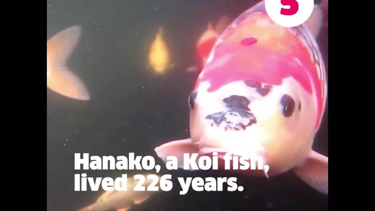 Fish Are Friends, Not Food!