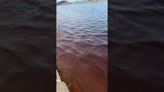 Онежское озеро.Петрозаводск. Карелия. #путешествия #саня64 #природа #карелия #петрозаводск  #онежско