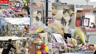Maru Cat Funeral Emotional Memorial Service Fans Says Goodbye To Japanese Internet Cat Maru
