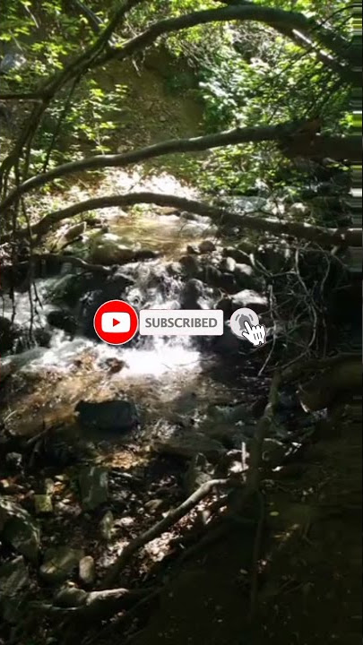 Relaksasi burung stress I terapi burung macet bunyi #shorts