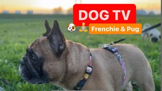 DOG TV - Frenchie & Pug 🐶🐾 Evening at the Park 🌳 TV for Dogs - Chill