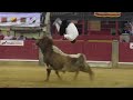 Concurso de Recortes con toros en Zaragoza 2014 Final Campeonato de España