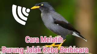 Cara melatih burung jalak kebo berbicara