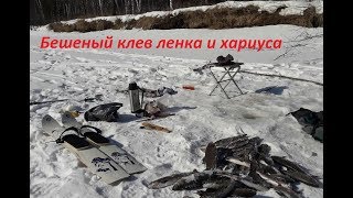 Бешеный клев ленка и хариуса. р.Лимури.