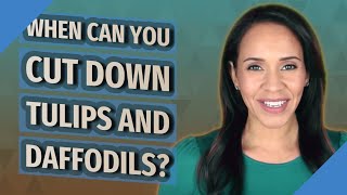 When can you cut down tulips and daffodils?