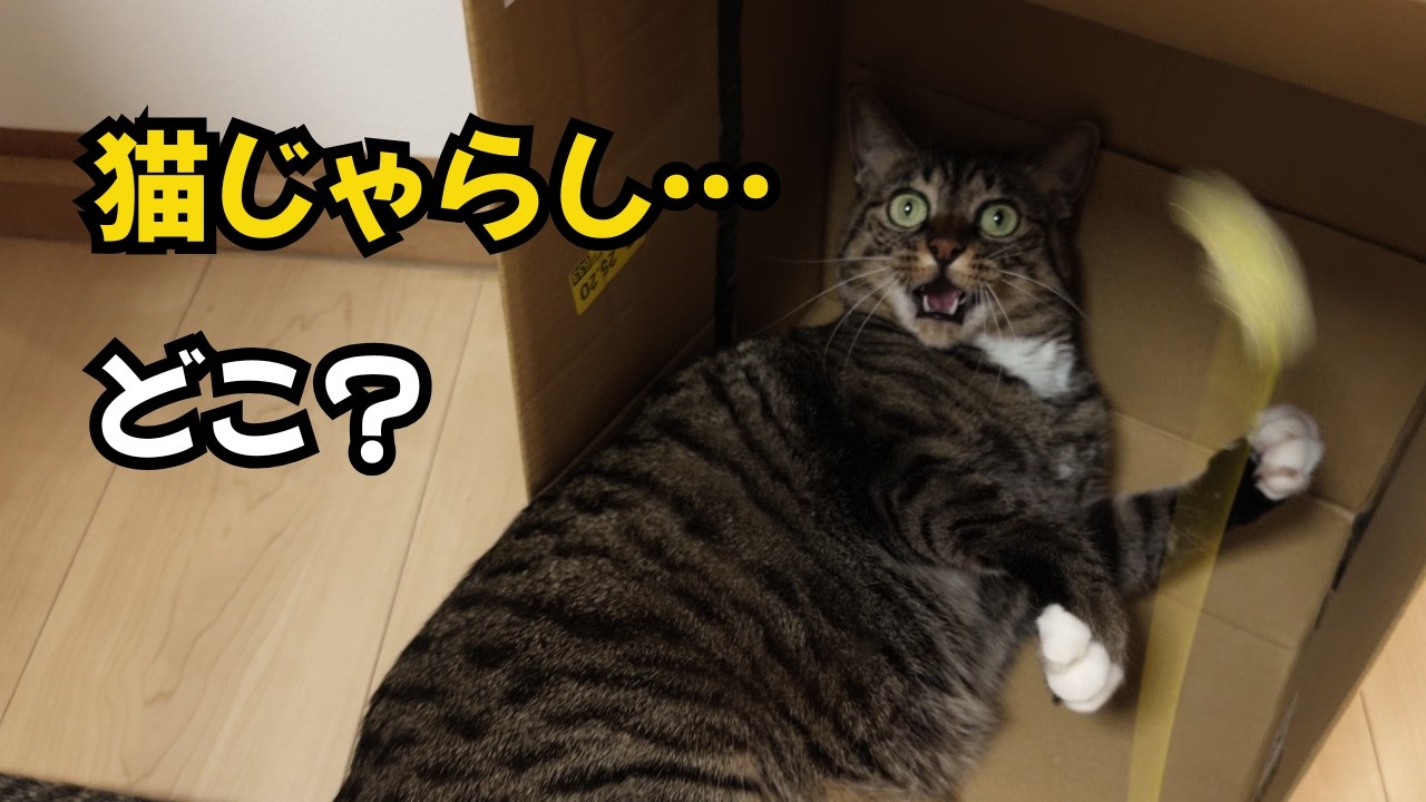 Cat Gets Serious About Her Wand Toy… Then Loses Track of It - YouTube