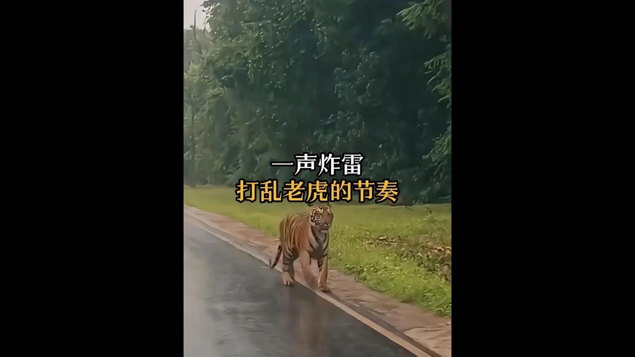 突然的巨響，就會打斷老虎的狩獵節奏 #動物科普 #老虎