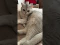 #юмор #cat #кот #смех #funny #смешно