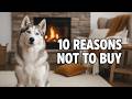 10 Reasons To (NOT) Get A HUSKY! Living With a Husky!
