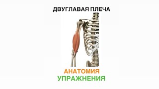 3D anatomy ДВУГЛАВАЯ МЫШЦА ПЛЕЧА