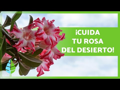 Video: Protección de la rosa de Sharon en invierno - Consejos sobre el cuidado invernal de la rosa de Sharon