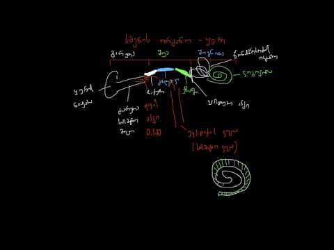 სმენის ორგანო-ყური