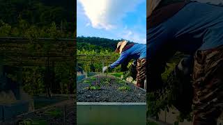 Download Lagu NANAM GUYS,,,jgn lupa subscribe MP3