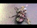 モガク虫