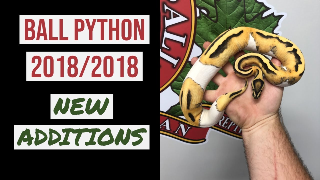 ball python breeders in ohio 2018/2019 BALL PYTHON PICKUPS!!