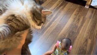二日ぶりに再会した飼い主にベッタリで離れない猫 ノルウェージャンフォレストキャット A cat that won't leave the owner