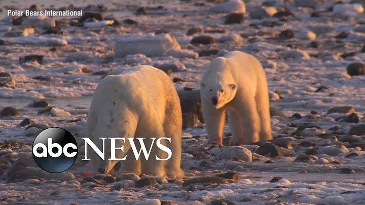 Polar bears’ changing habitat shows impacts of climate change | Nightline - DayDayNews