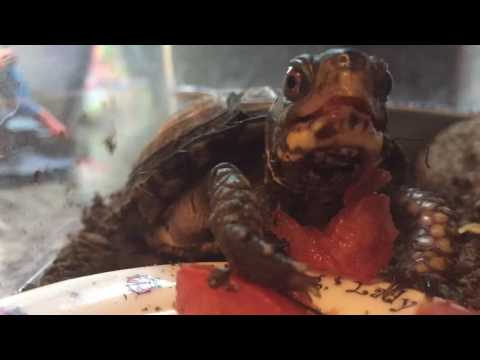Time-Lapse Turtle eats dinner