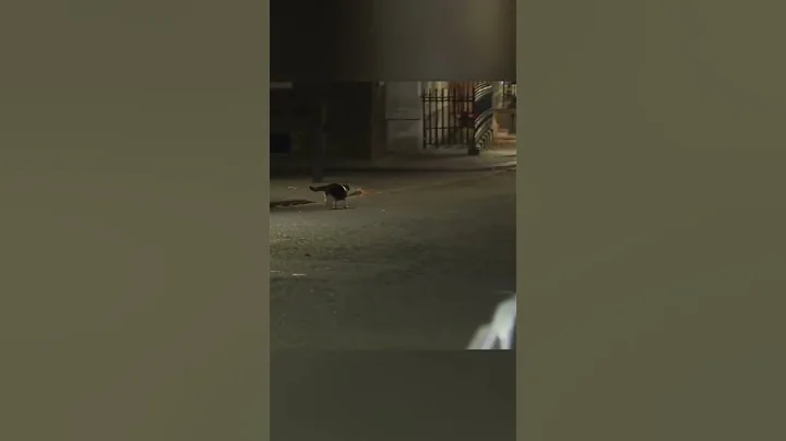 Larry the cat was spotted chasing off a fox from D...