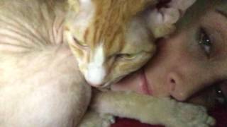 My baby Devon Rexlet, Zerbert, cuddling and purring! ❤️ by Rhonda 381 views 7 years ago 28 seconds