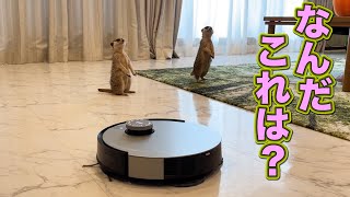 動物達騒然！とんでもないロボットが家にやってきた！！