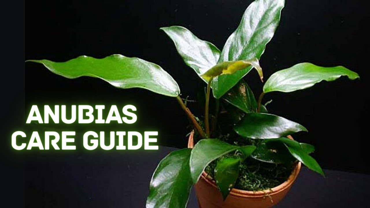 The Best Beginner Plant? - How to Grow and Propagate Anubias