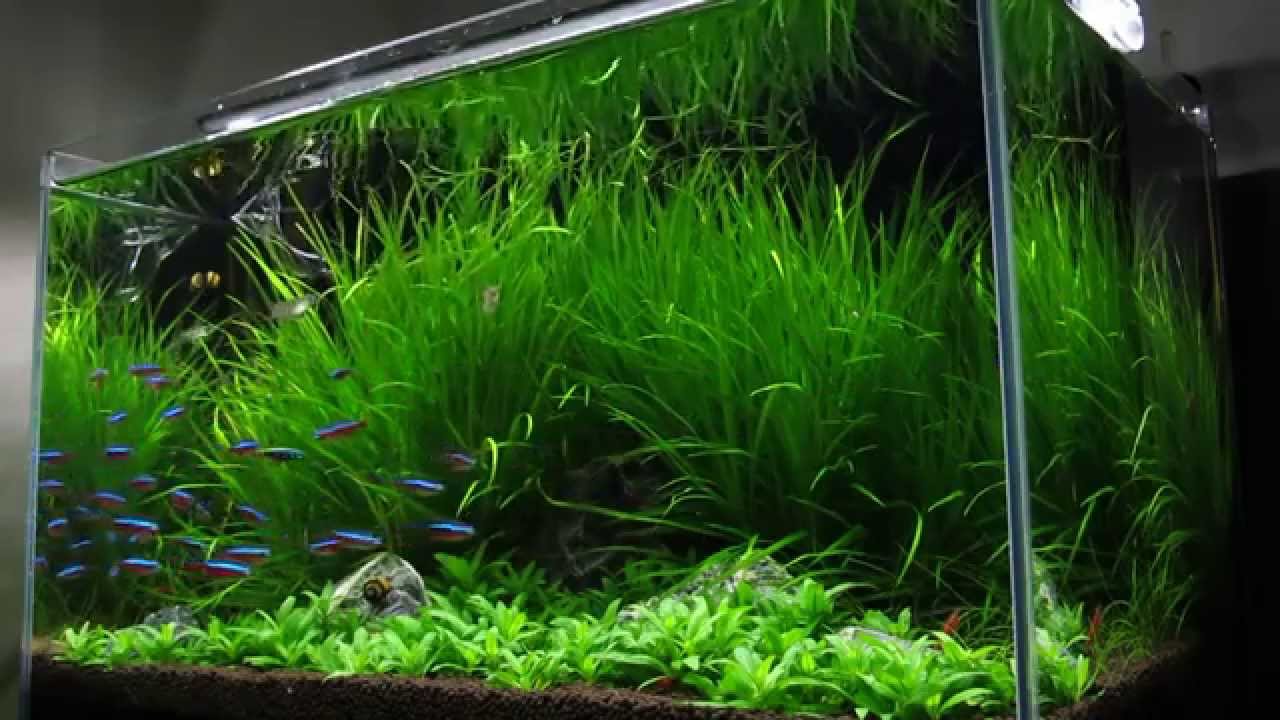 20140814 1 5呎魚缸紀錄 2 Youtube