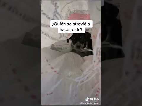 PERRITO ABANDONADO EN