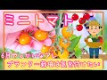 ミニトマト/差が出る6月に気を付けたいアレ/プランター栽培/家庭菜園/2023年