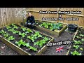 Rayo saag update  growing giant green mustard      nepali family uk  gardening uk