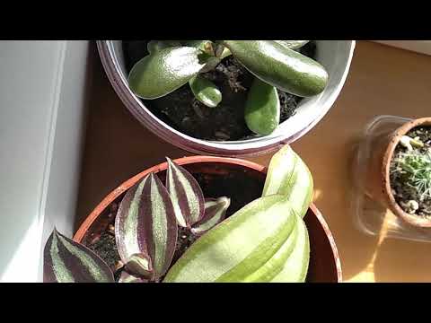 Video: Voortplanting Van Tradescantia: Hoe Om Dit Voort Te Plant Deur Sade, Verdeling En Steggies In Water? Versorging Na Enting