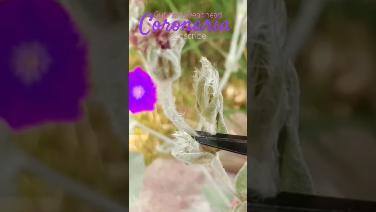 Cut Here: Summer Deadhead Coronaria