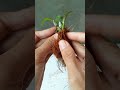 I Cut Open a “Dead” Orchid… and Found This Inside