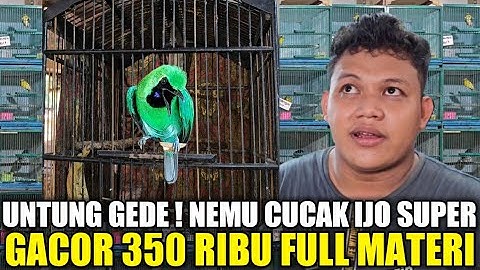 UNTUNG GEDE ! NEMU CUCAK IJO GACOR FULL MATERI CUMA 350 RIBU BODY SUPER DIKIOS SENDY PASAR PRAMUKA